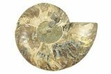 Cut & Polished Ammonite Fossil (Half) - Madagascar #264796-1